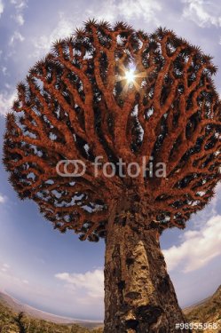 Socotra Yemen. Endemic Plants - Dragon Tree
