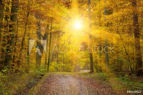 Sonne im Herbstwald, schwÃ¤bische Alb - 900724247