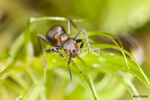 Southern wood ant (Formica rufa) Macro photo. - 900437129