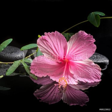 spa concept  of  blooming pink hibiscus and green tendril passio