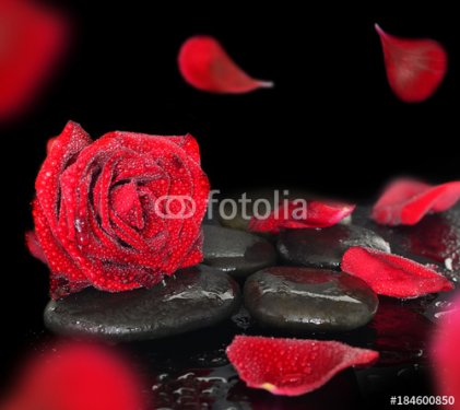 Spa stones and rose petals over black background - 901151110