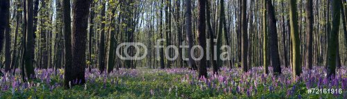 Spring flowers in the forest - 901144265