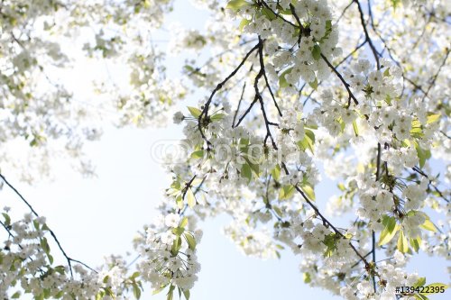 spring tree - 901148870