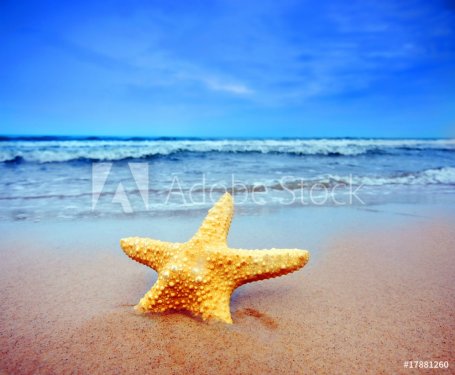 Starfish on a beach - 901139426