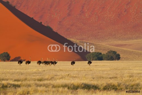 Strausse in der Namibwüste (struthio camelus) - 900446585