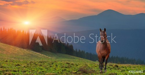 Summer landscape with horse in the mountains. Sunset - 900154230