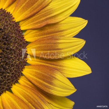 sunflower - 901141019