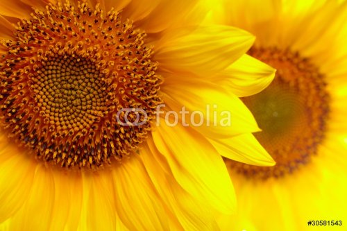 Sunflowers background - 900673691