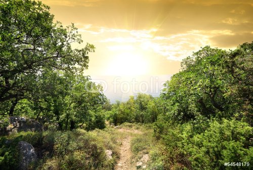 Sunlight in mountain forest