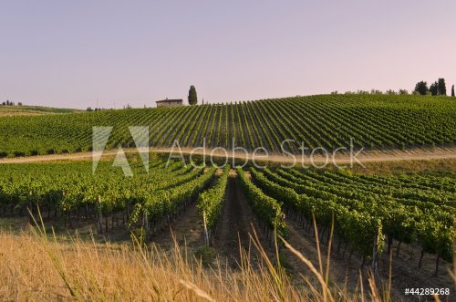 Sunset over Tuscan vineyards - 901140768