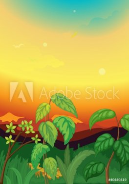 Sunset scene in jungle