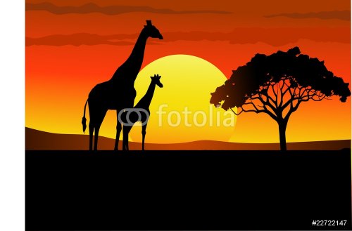 Sunset wildlife Africa - 900461267