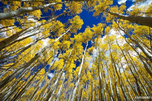Surrounded by a Forest of Tall Golden Aspen Trees