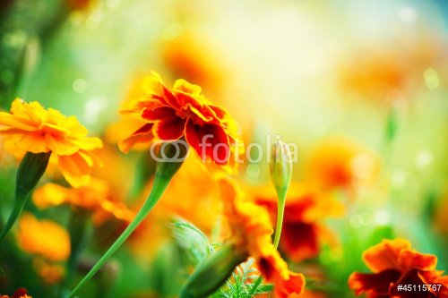Tagetes Marigold Flower. Autumn Flowers Background