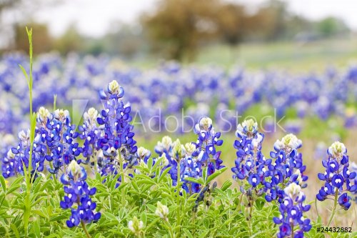 Texas Bluebonnet wildflowers - 900227154