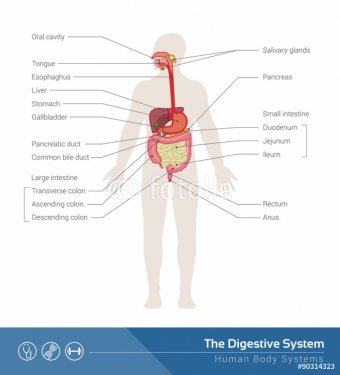 The digestive system - 901145822