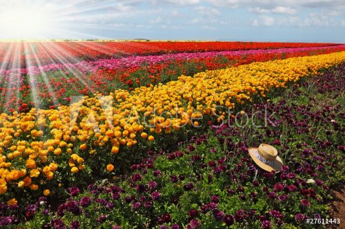 The multi-color flower field