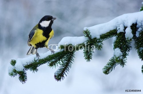 Tit sitting on spruce branches