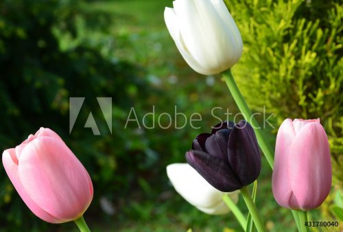 tombe fleurie ...tulipes