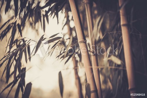Toned picture of a bamboo plant