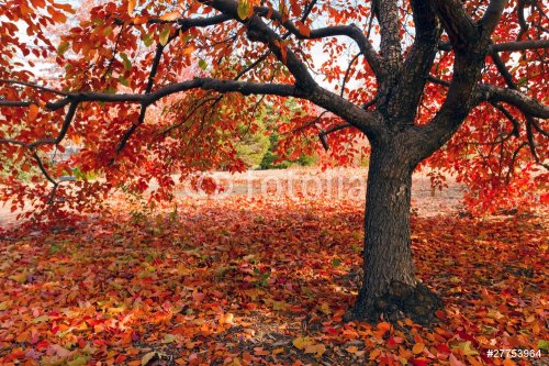 Tree in fall - 900081397