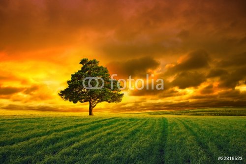 tree in field and orange sky - 900739480