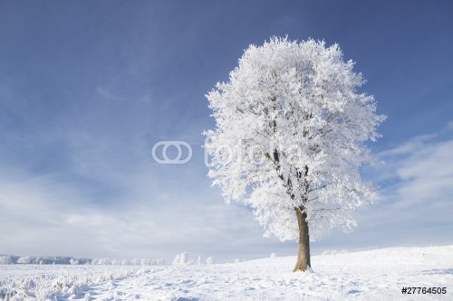 Tree in frost - 900448004