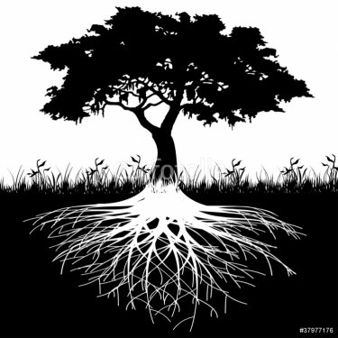Tree roots silhouette - 900463869