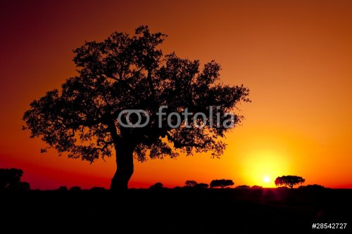 Trees Silhouette - 901139842