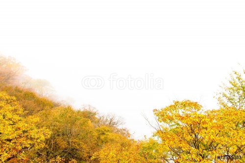 Trees were autumn leaves in the Mist - 901143373