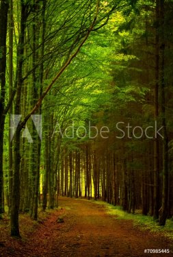 trees with green leaves and lighted - 901145631