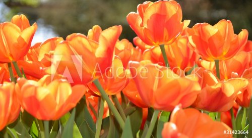 tulipes - 900623820