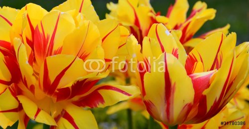 tulipes jaunes - 900623703