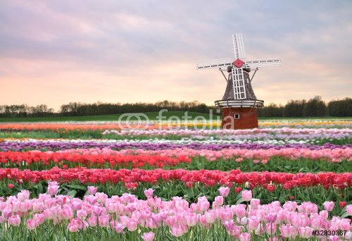 tulips field