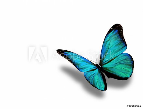 Turquoise butterfly, isolated on white background - 900483536