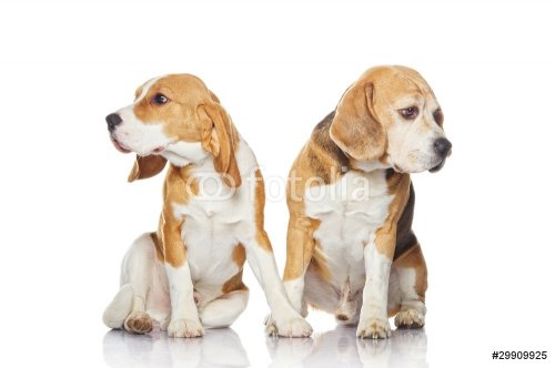 Two beagle dogs isolated on white background - 901137987