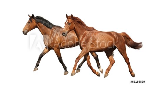 Two beautiful horses running isolated on white