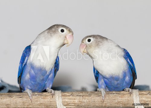 Two blue lovebirds sitting on the perch - 901148288