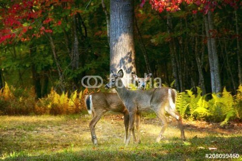 Two wild roe deer in the forest in a natural habitat. USA. Maine.
