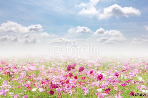 unfocused cosmos flowers and sky - 901146055