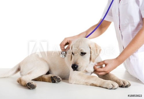 Veterinay taking care of a dog - 901139829