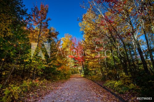 View of colorful trees during Autumn season at Killarney Provincial Park Canada - 901145664