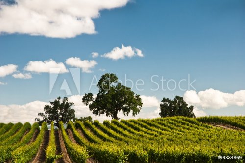 Vineyard in Spring