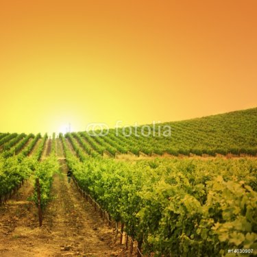 Vineyard on a hill