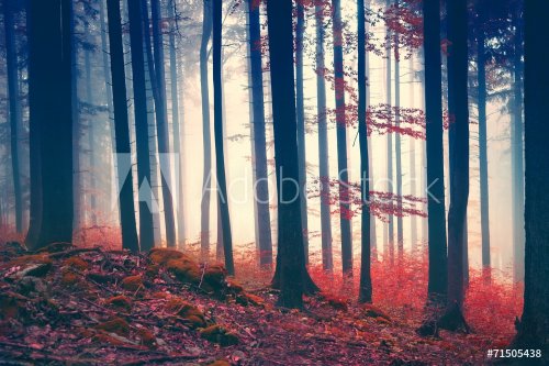 Vintage red colored forest