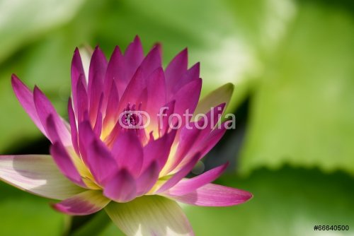 Violet water lily (Lotus)