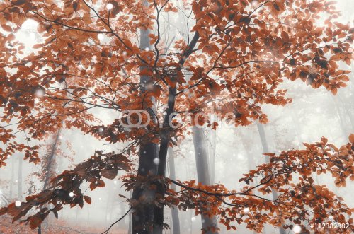 vivid foliage in autumn forest - 901149416