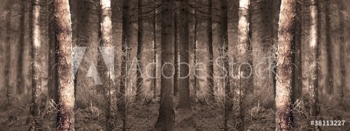 Wallpaper forest