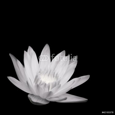 Water Lily Background. Vector Illustration Design - 900622636