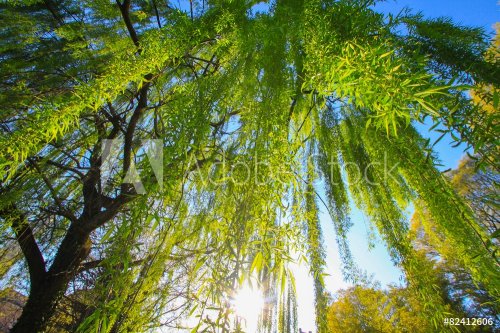 weeping willow - 901149077